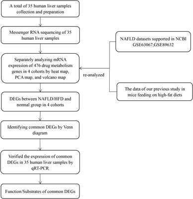 Transcriptomic profiling of hepatic tissues for drug metabolism genes in nonalcoholic fatty liver disease: A study of human and animals
